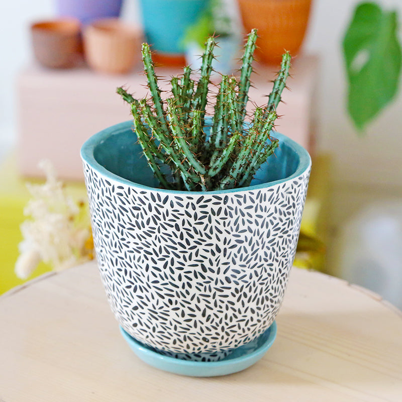Grand Pot "Basmati" + coupelle assortie