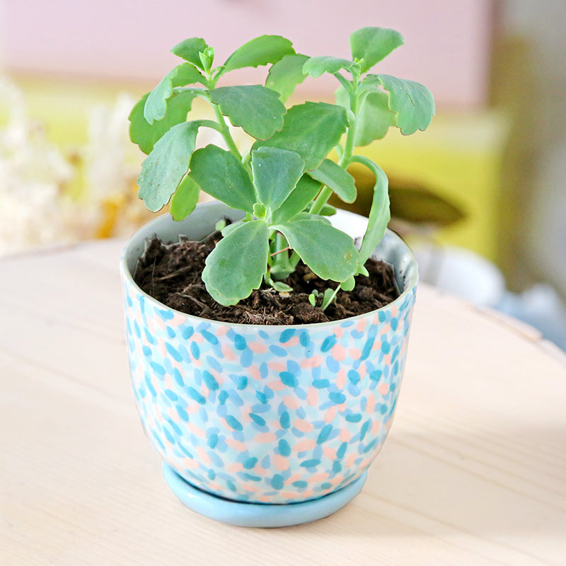 Pot "Rainforest" + coupelle assortie