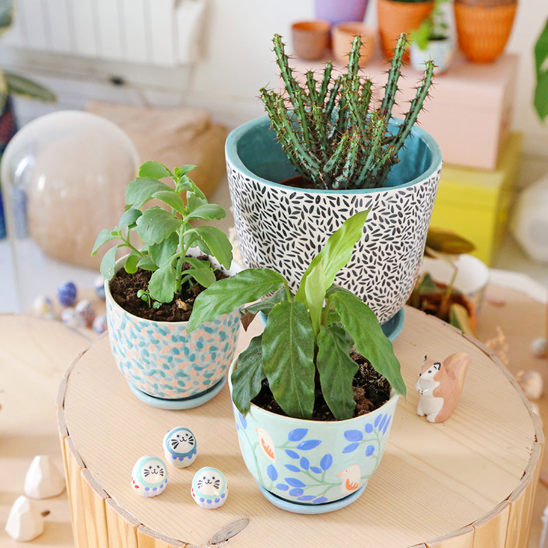 "Rainforest" pot + matching plate