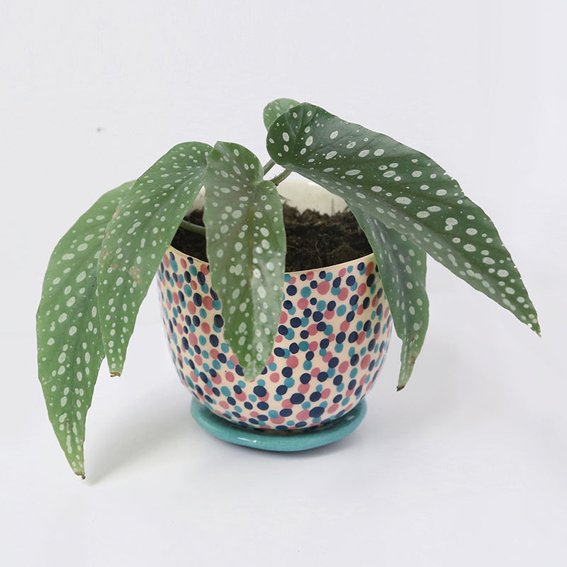Pot "Carnaval" + coupelle assortie