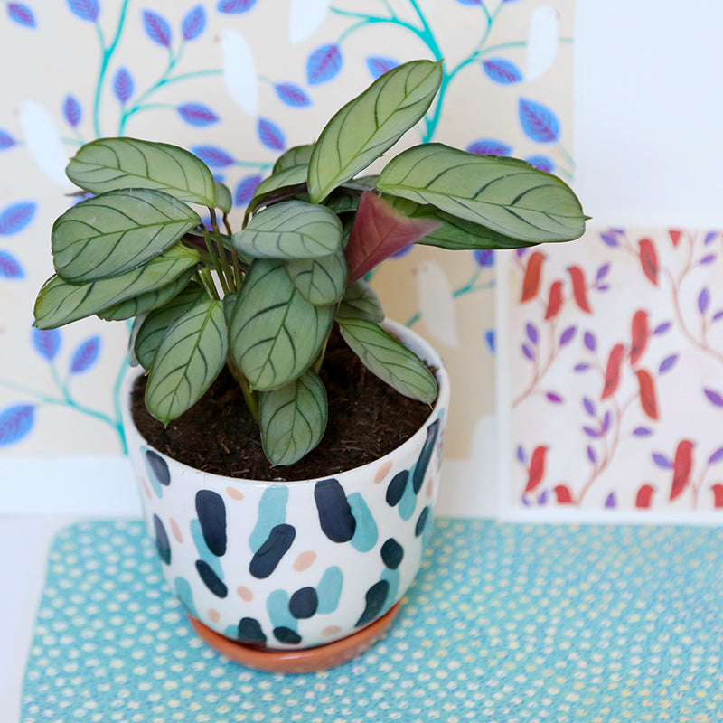 Pot "Danse bleue et rose" + coupelle assortie