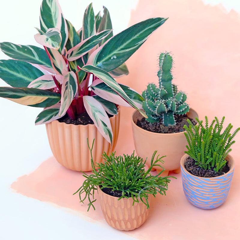 Grand pot terracotta "Tuli" + coupelle assortie